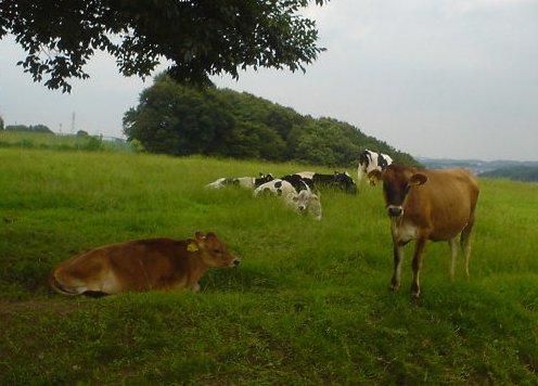 磯沼牧場の牛